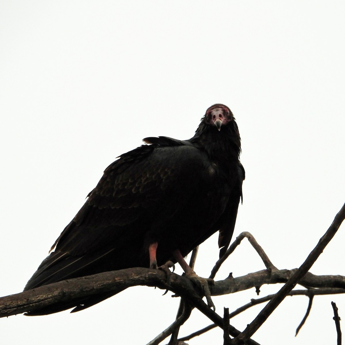 Turkey Vulture - ML647114002