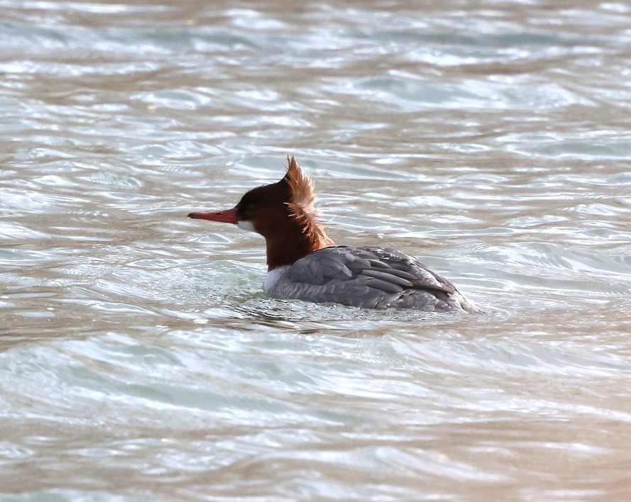 Grand Harle - ML647114003