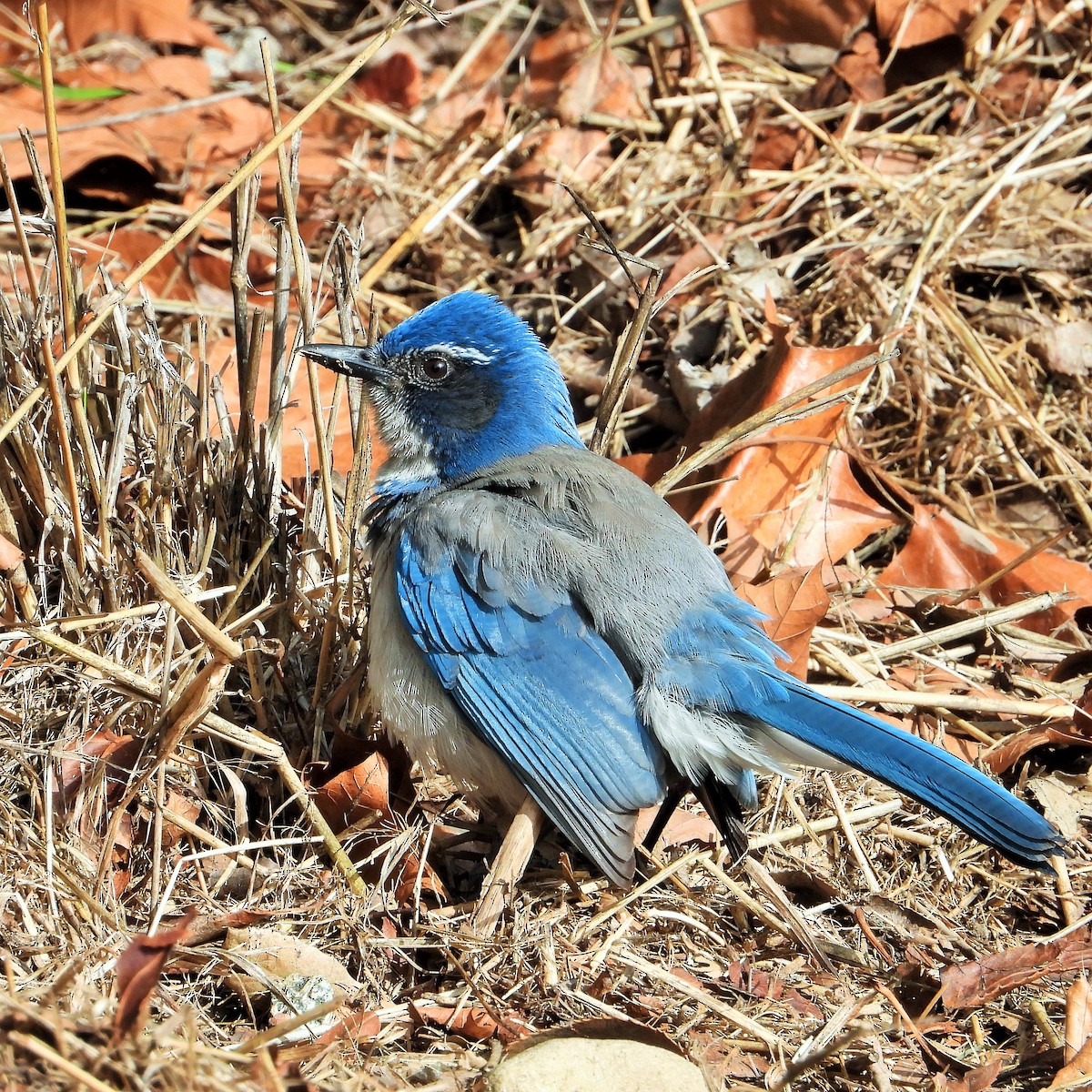 California Scrub-Jay - ML647114010