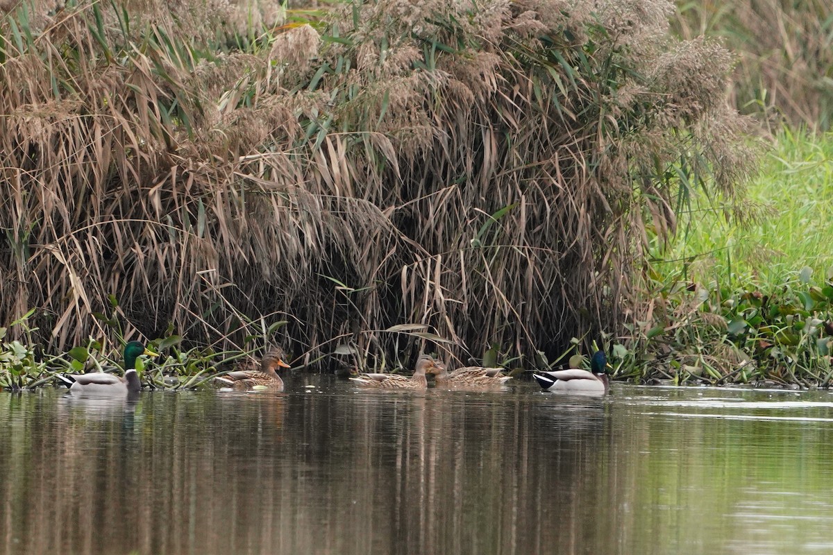 綠頭鴨 - ML647114014