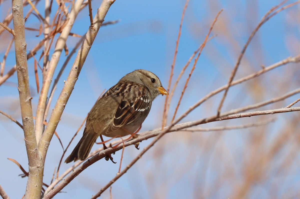 strnadec bělopásý - ML647114017