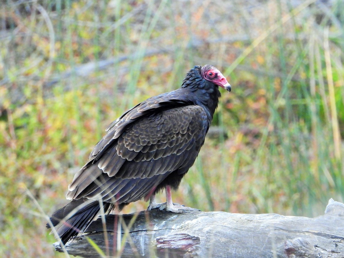 Turkey Vulture - ML647114018