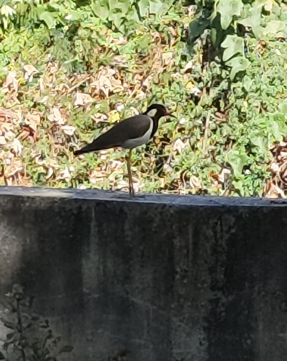 Red-wattled Lapwing - ML647114020