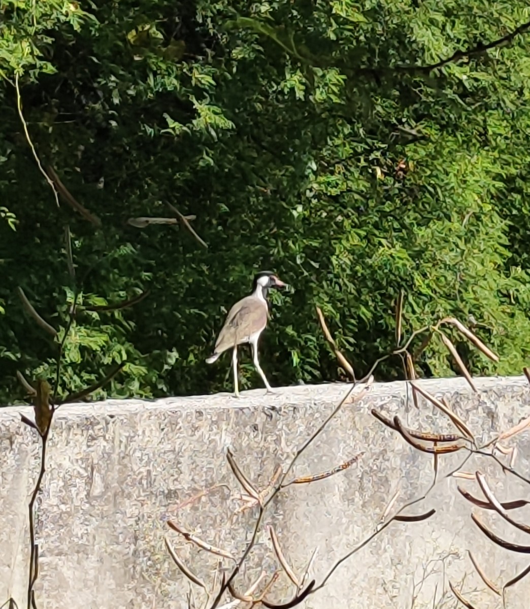 Red-wattled Lapwing - ML647114022