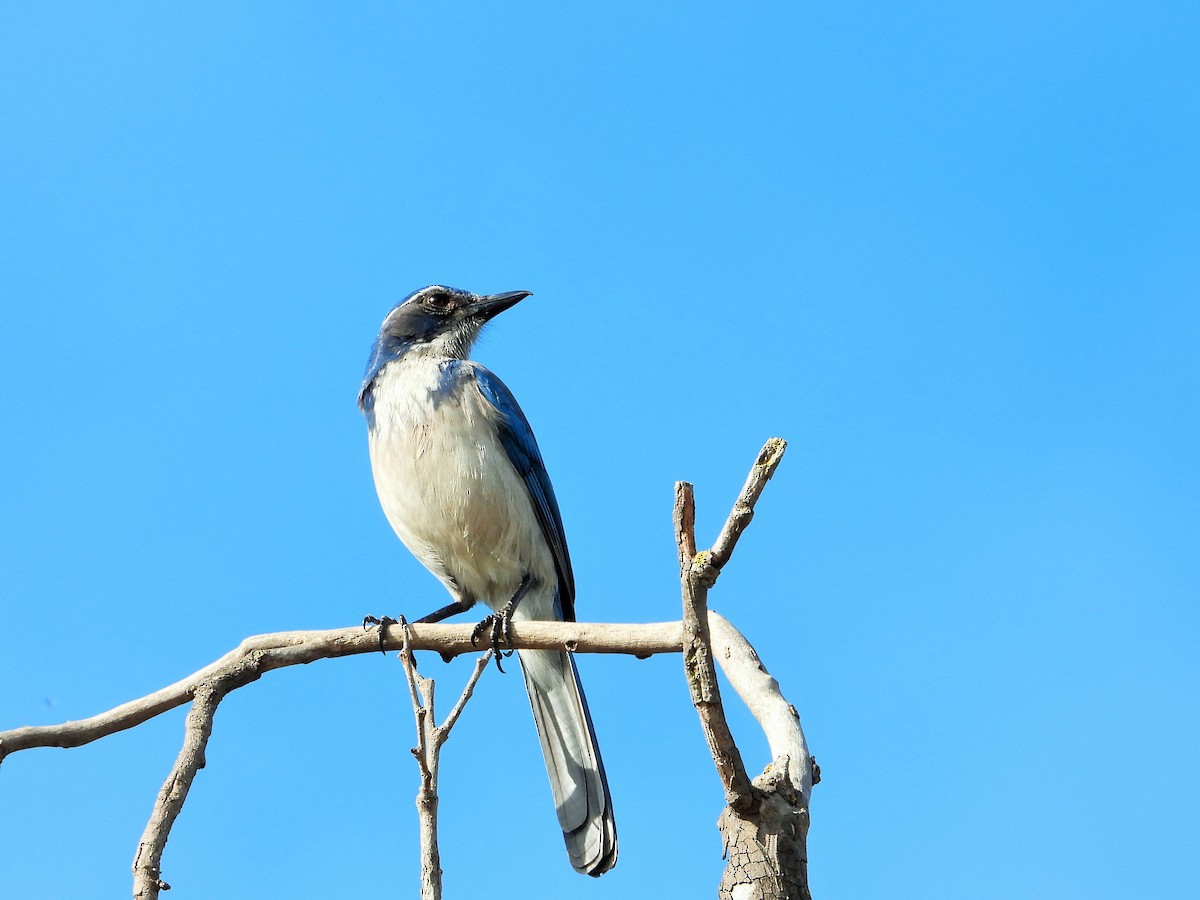 California Scrub-Jay - ML647114023