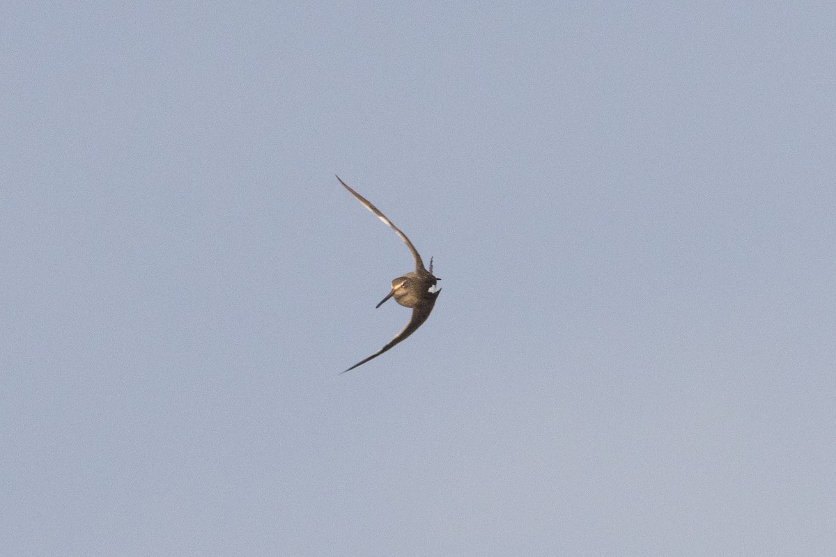 長嘴半蹼鷸 - ML647114027