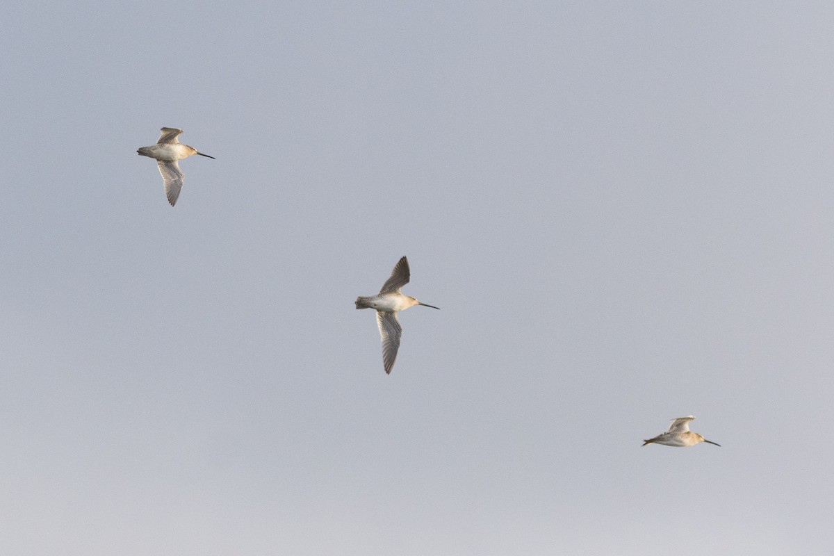 長嘴半蹼鷸 - ML647114028