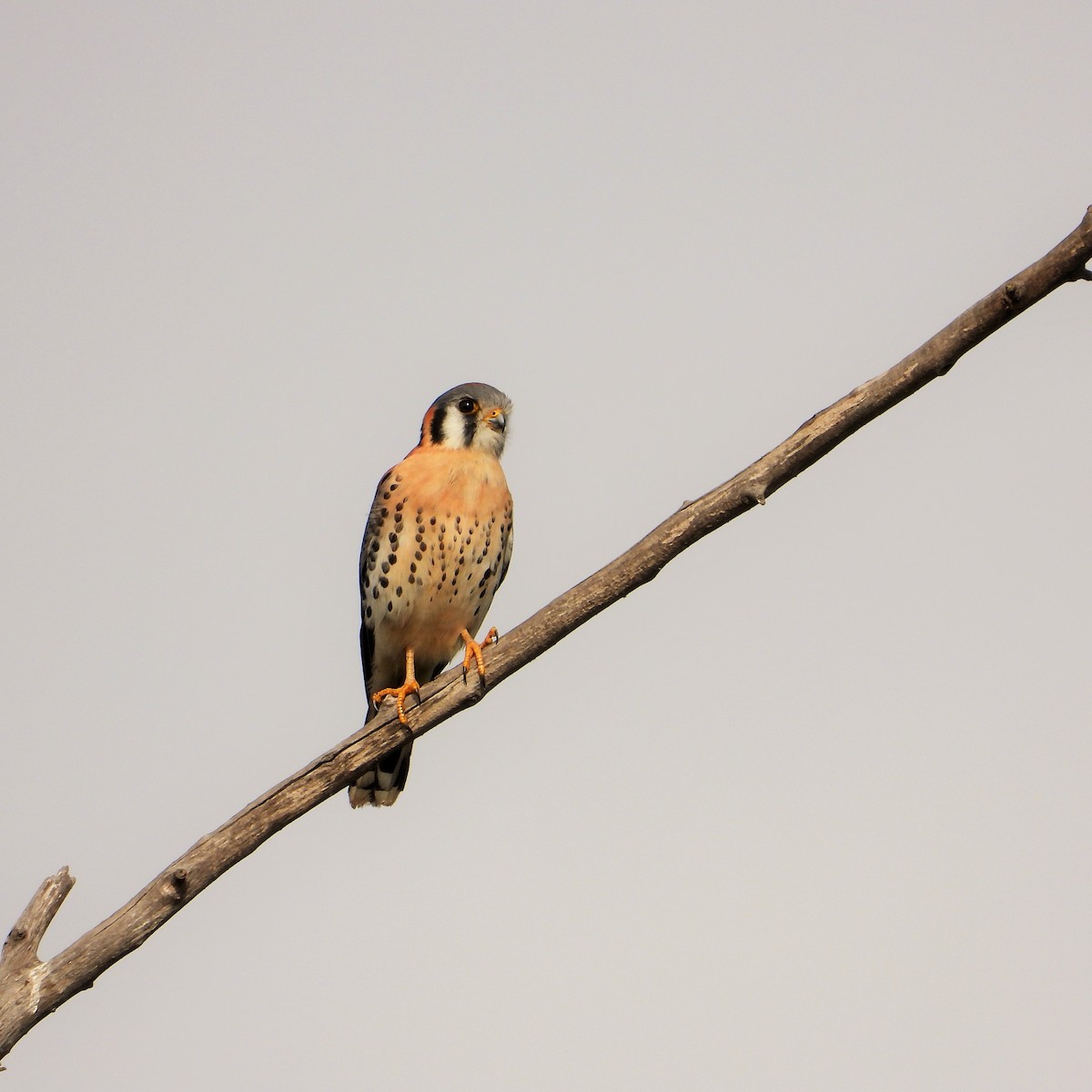 American Kestrel - ML647114029