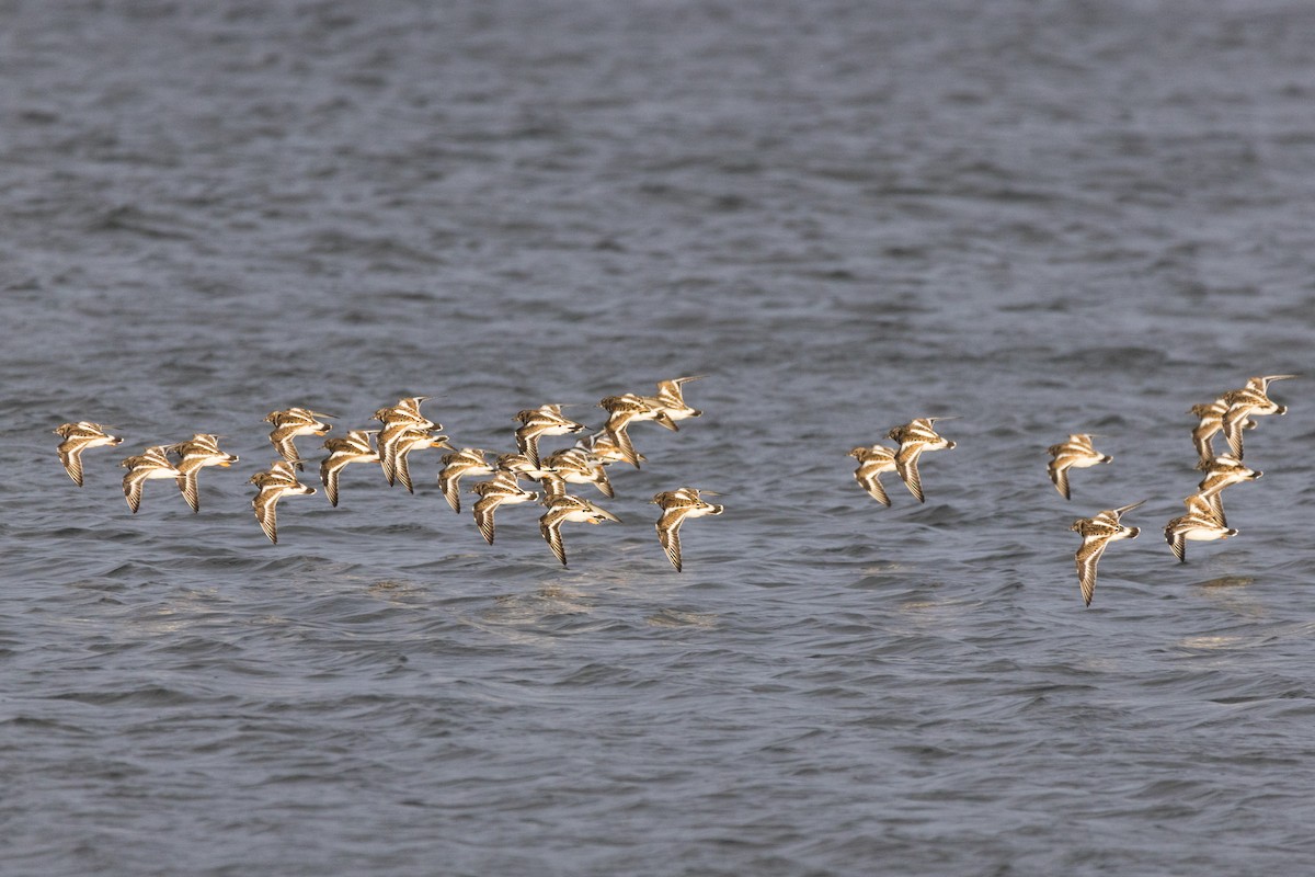 翻石鷸 - ML647114030