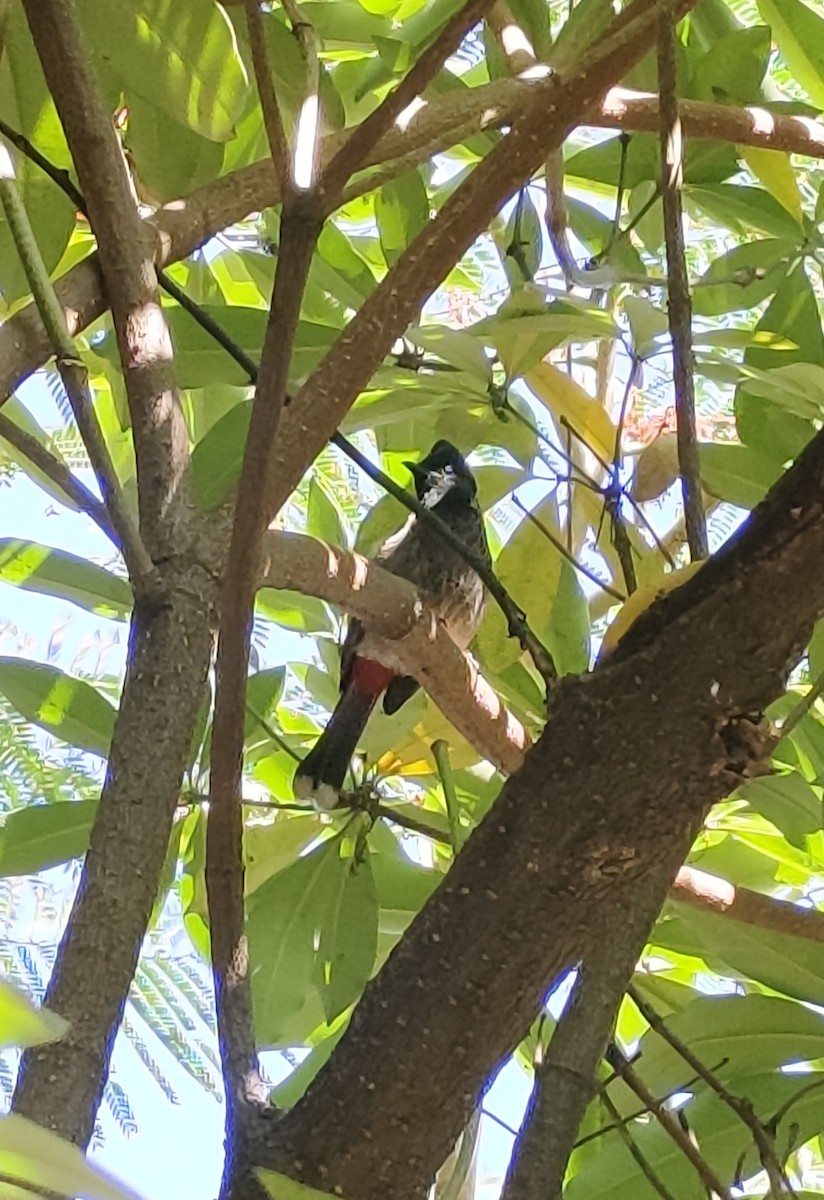 Red-vented Bulbul - ML647114031