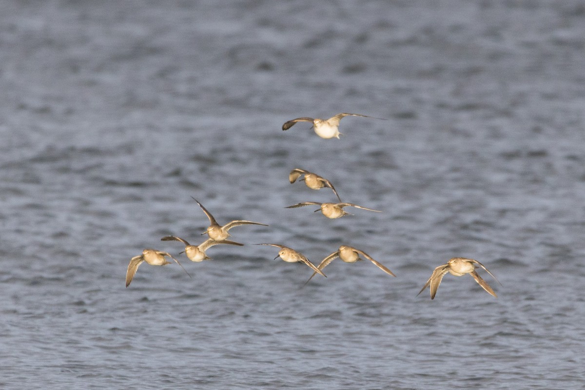 Alpenstrandläufer - ML647114032