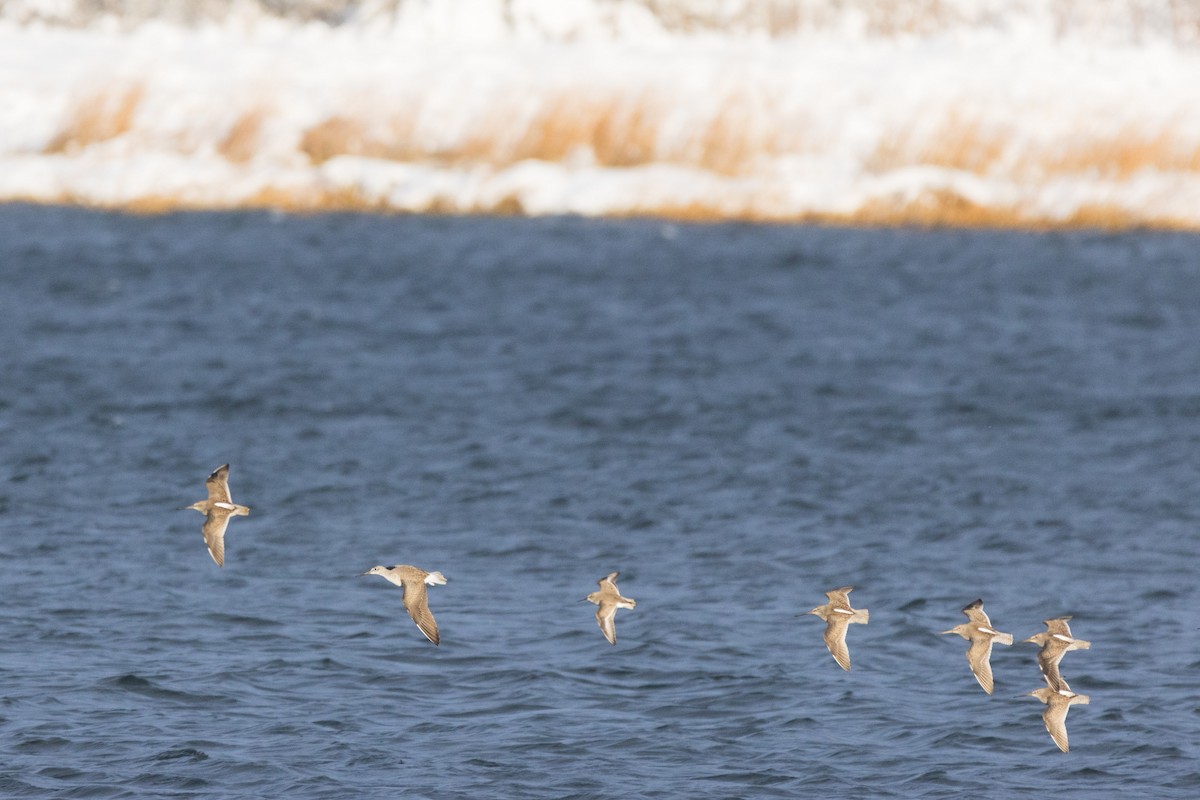 Alpenstrandläufer - ML647114033
