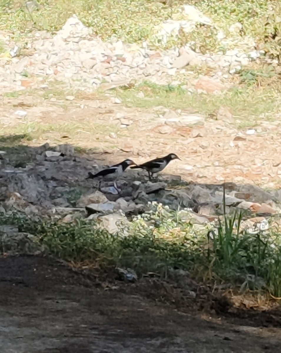 印度鵲椋鳥 - ML647114034