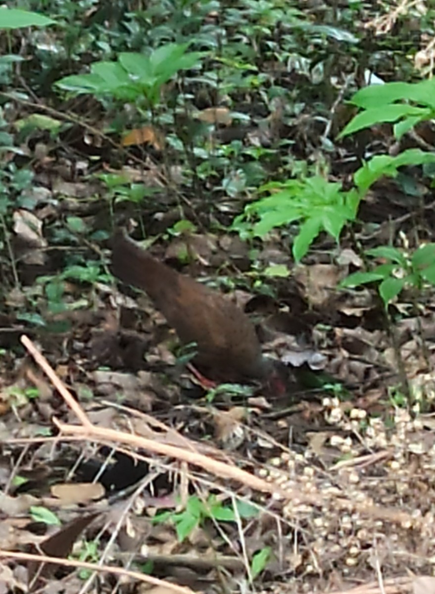 Red Spurfowl - ML647114035