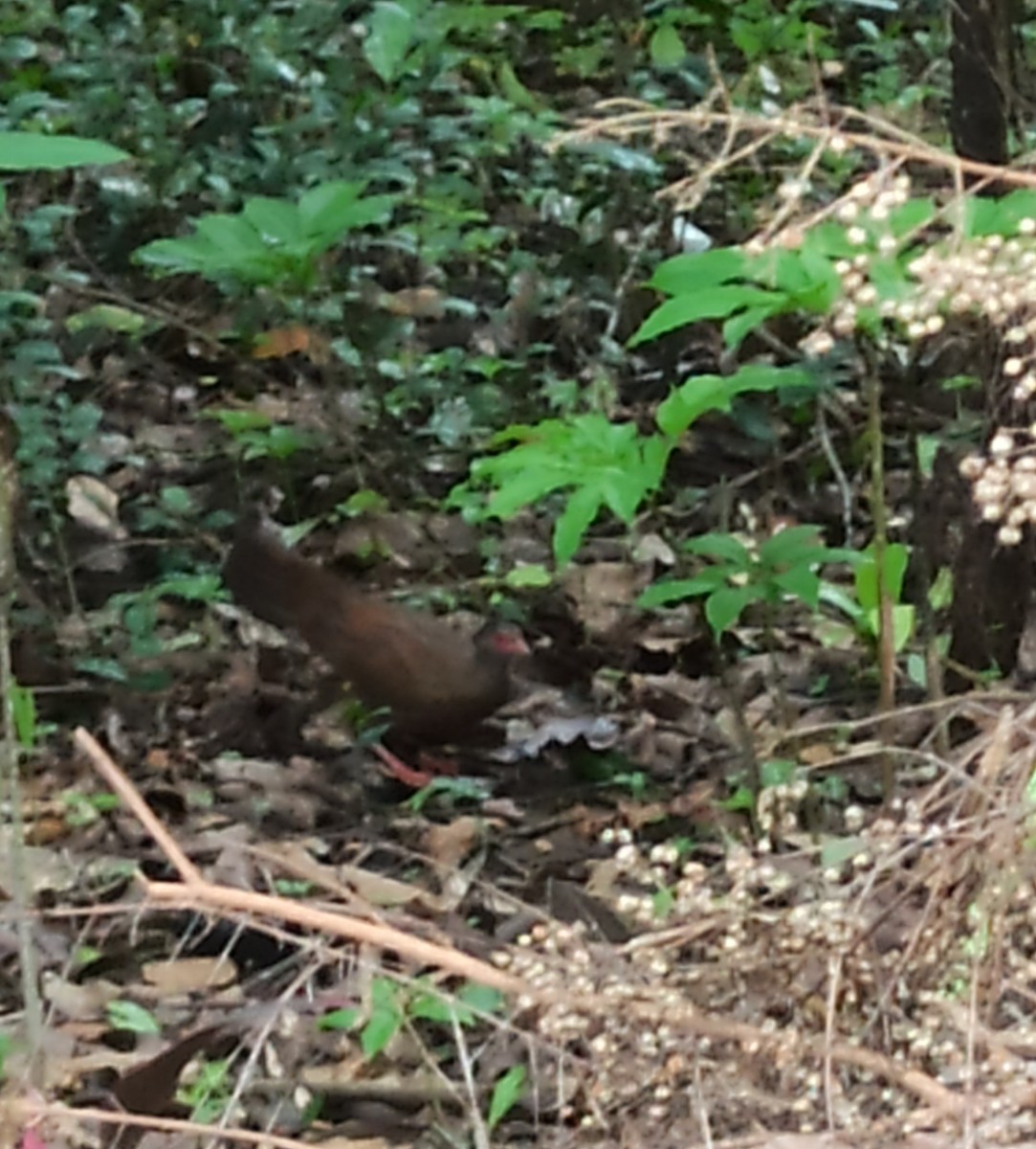 Red Spurfowl - ML647114036