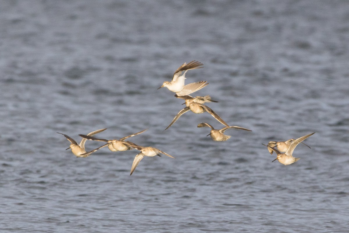 Greater Yellowlegs - ML647114038
