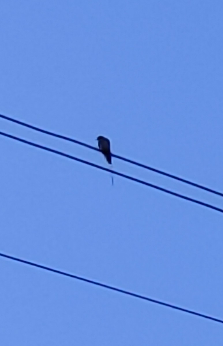 Wire-tailed Swallow - ML647114039