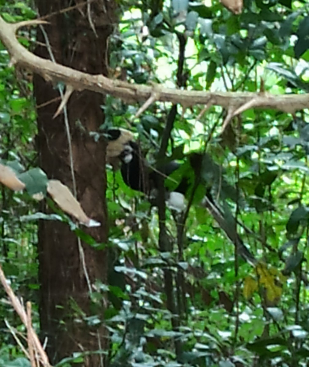 Malabar Pied-Hornbill - ML647114040