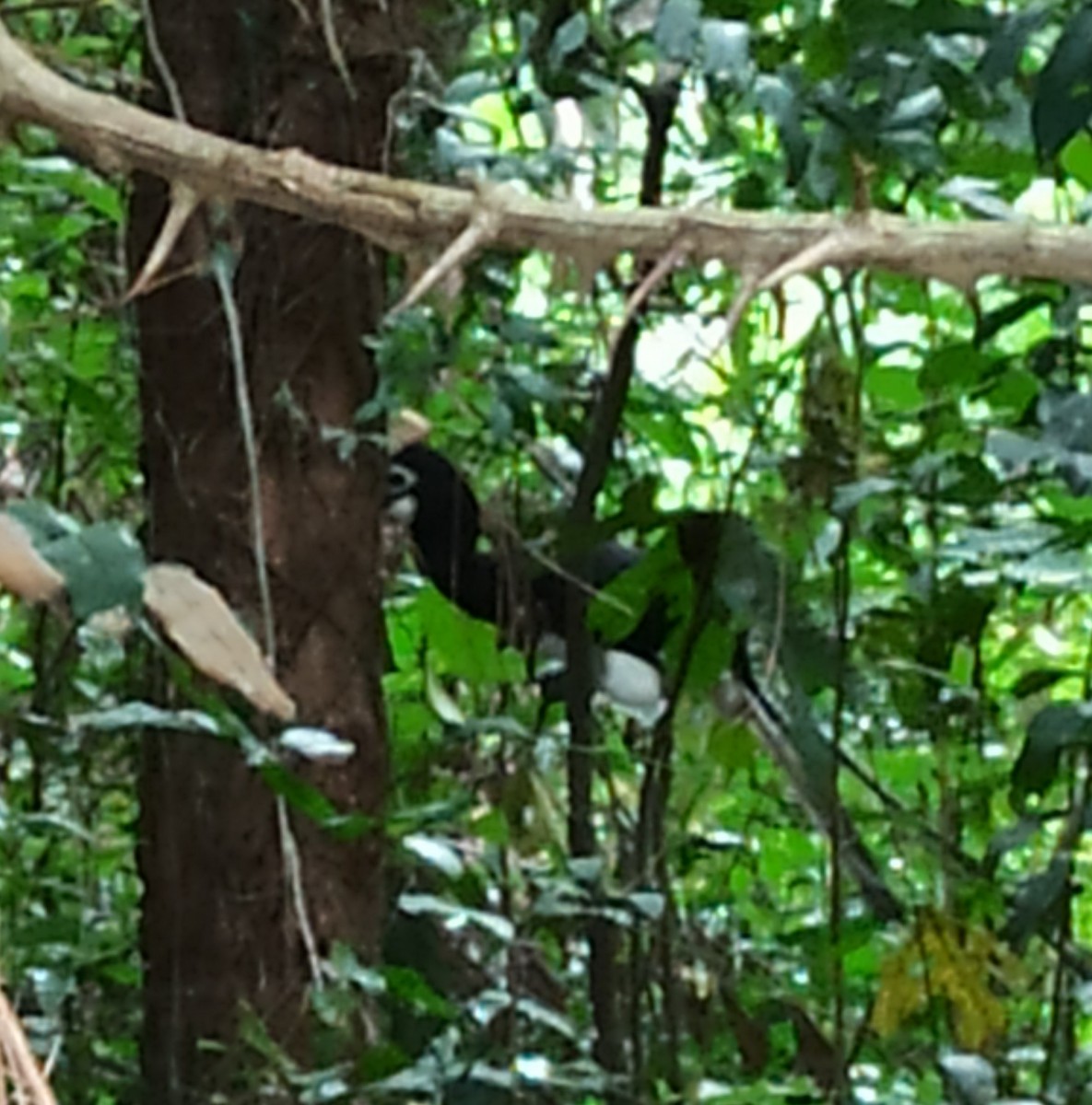 Malabar Pied-Hornbill - ML647114041