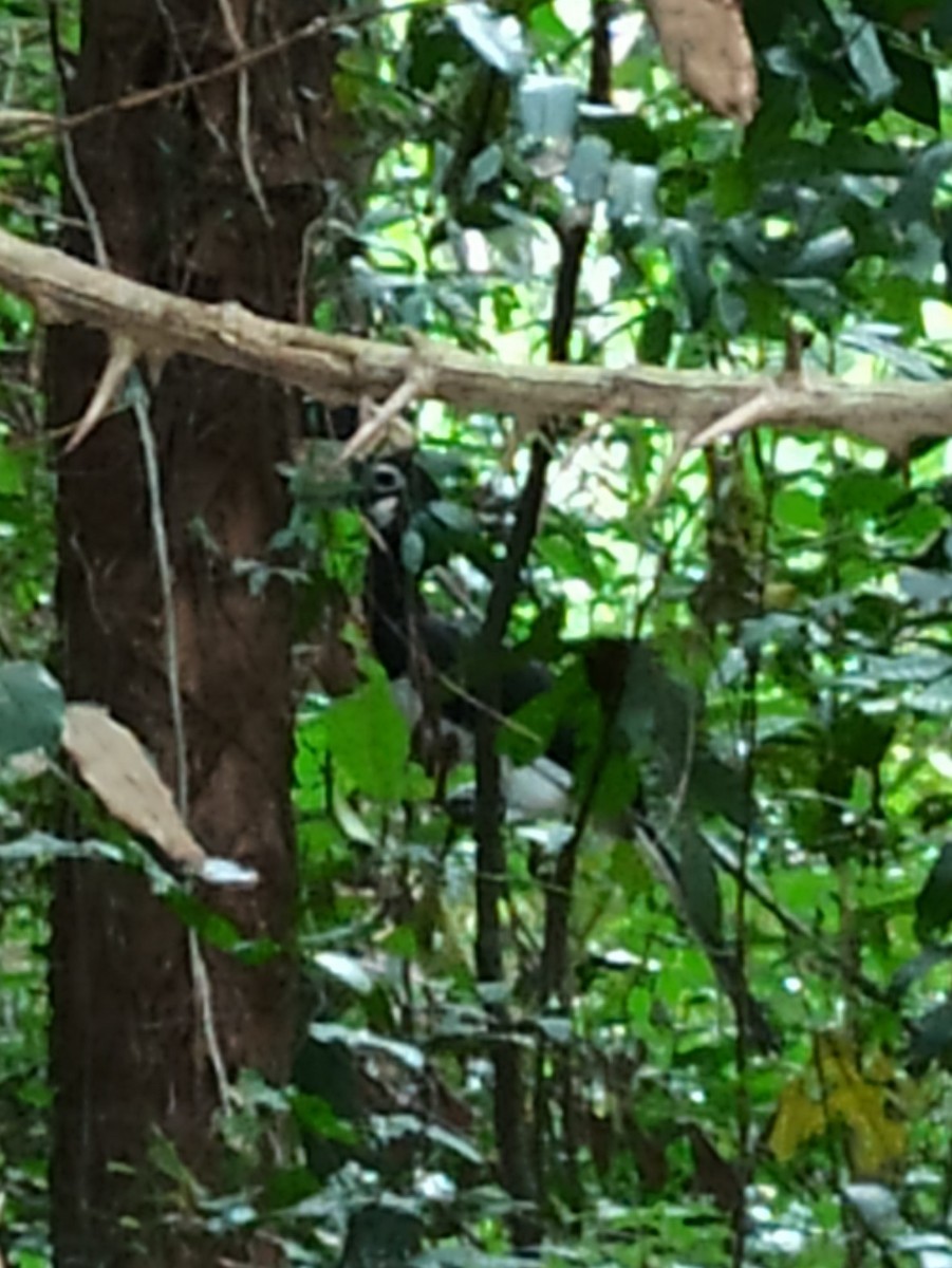 Malabar Pied-Hornbill - ML647114042