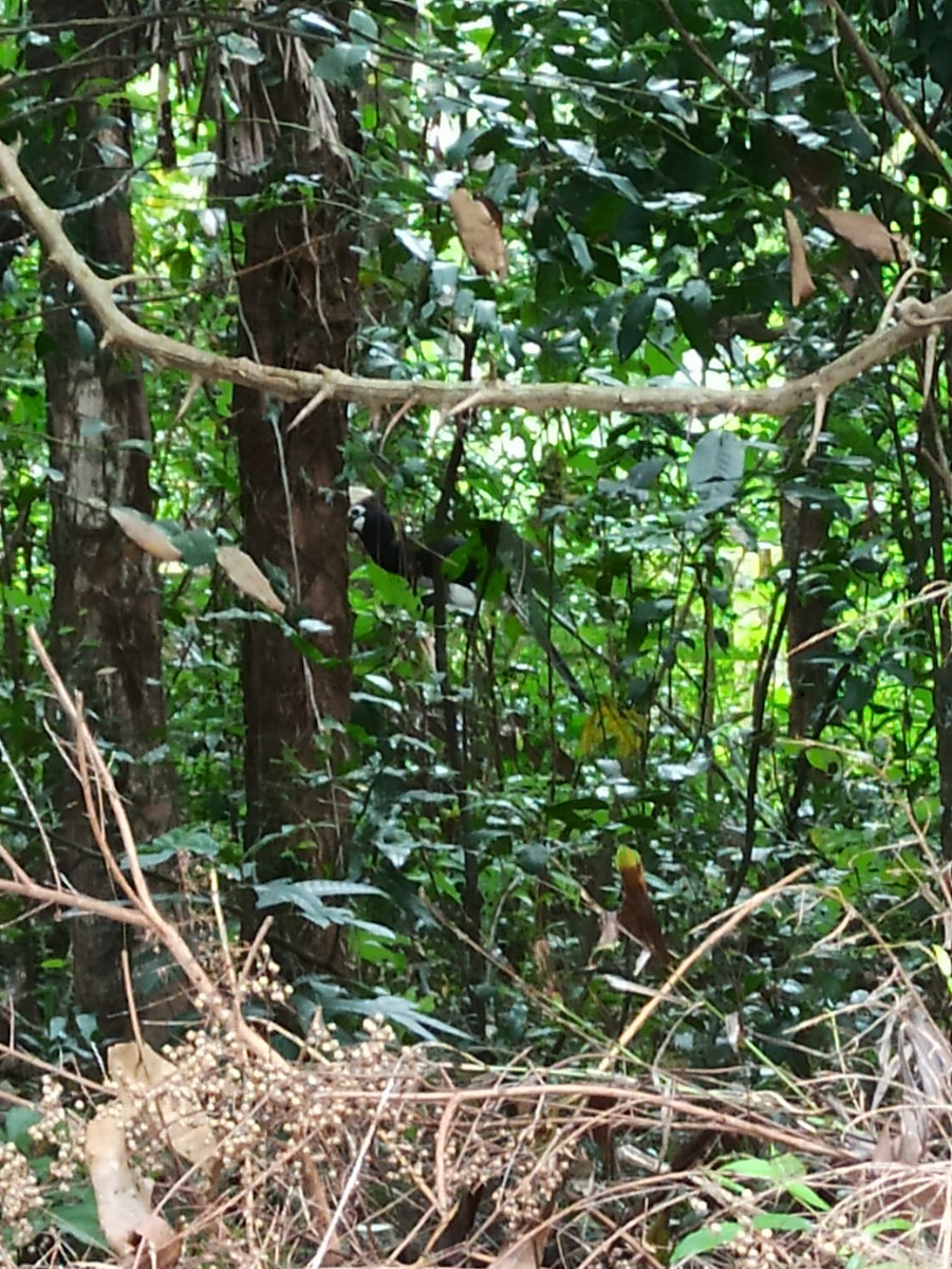 Malabar Pied-Hornbill - ML647114043