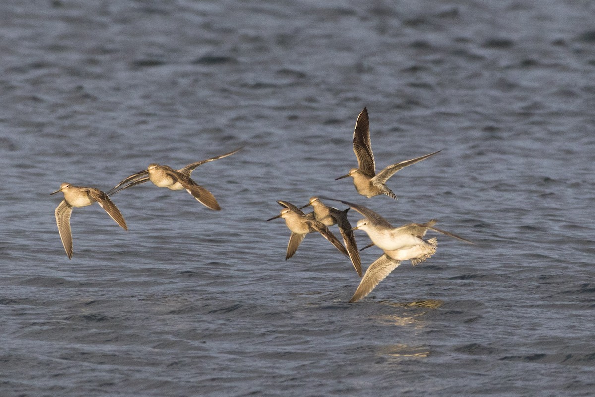 長嘴半蹼鷸 - ML647114044