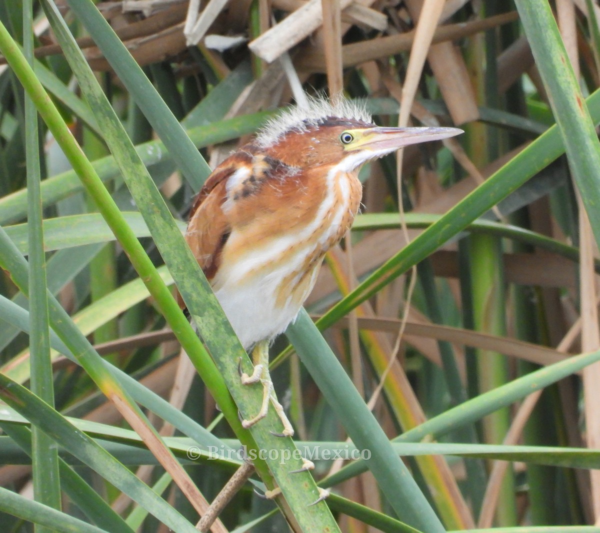 Least Bittern - ML647114045
