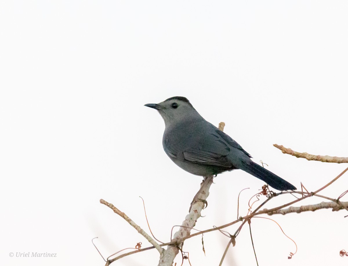 Gray Catbird - ML647114046