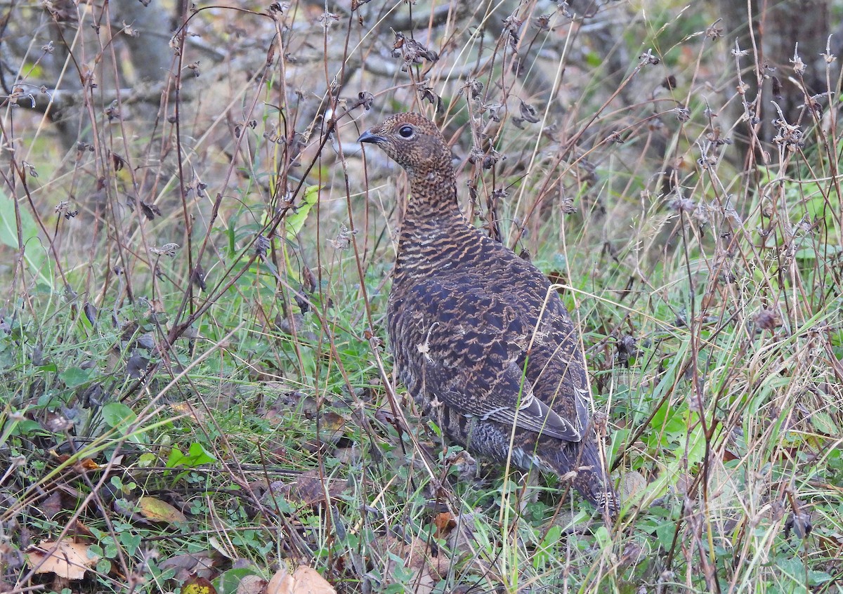 クロライチョウ - ML647114050