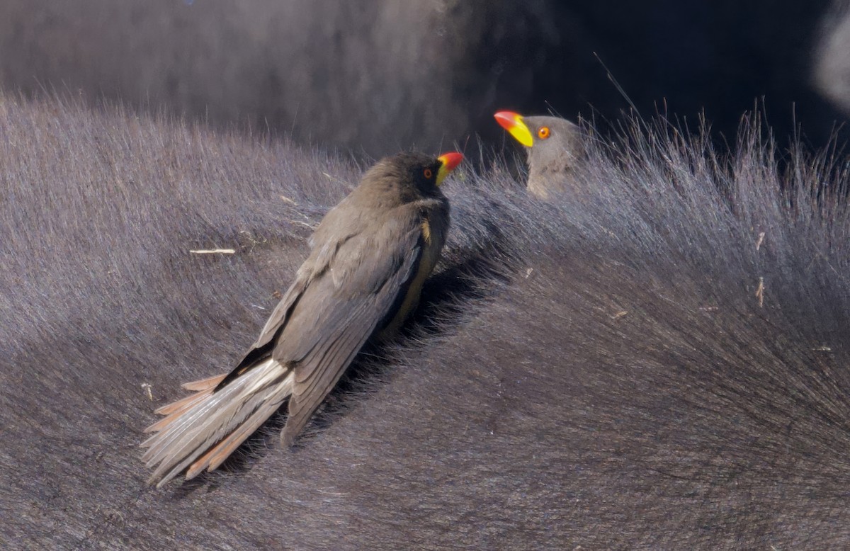 Yellow-billed Oxpecker - ML647114061