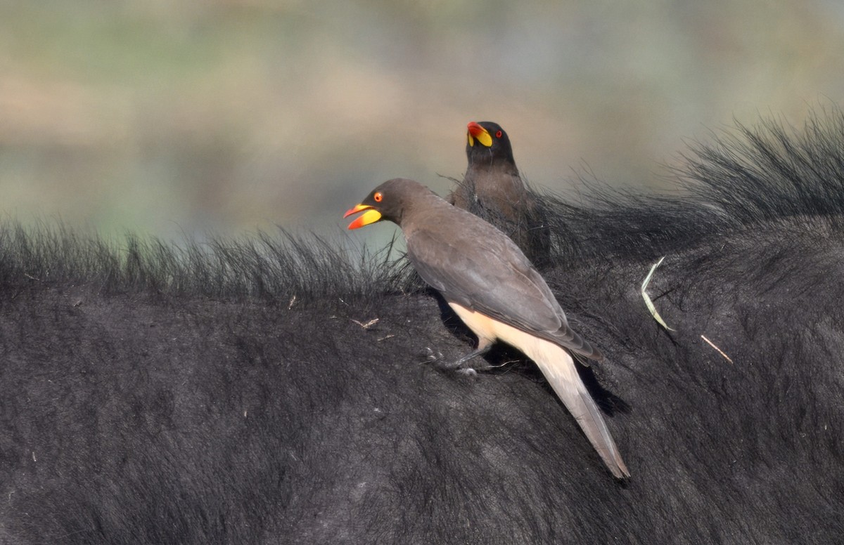 Yellow-billed Oxpecker - ML647114065