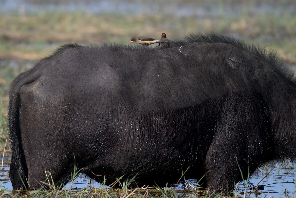 Yellow-billed Oxpecker - ML647114066