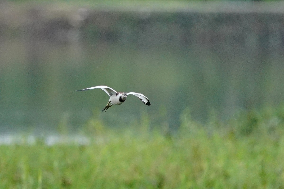 Фазанохвостая якана - ML647114069