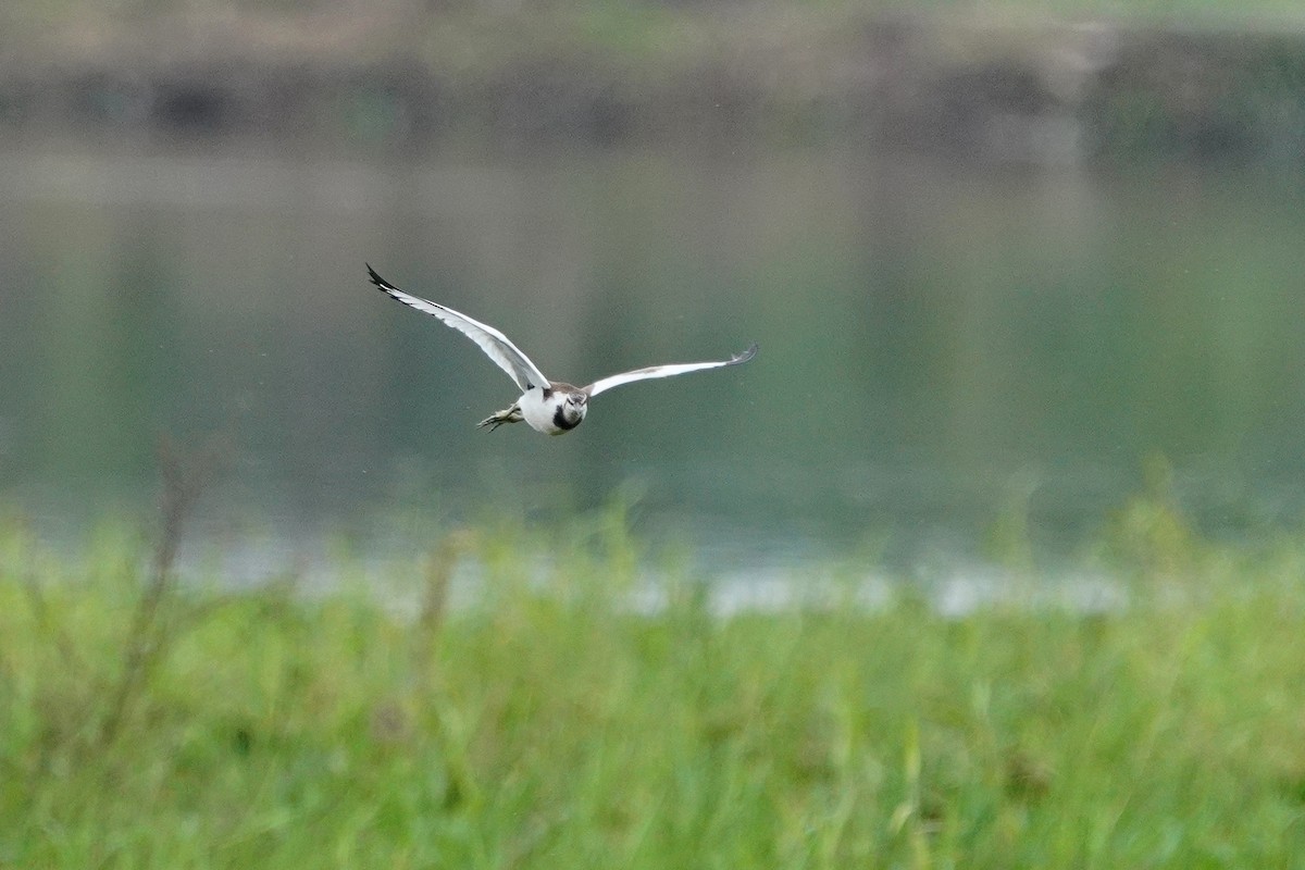 Фазанохвостая якана - ML647114070