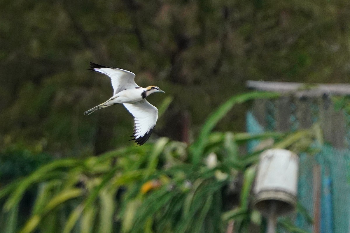 Фазанохвостая якана - ML647114071