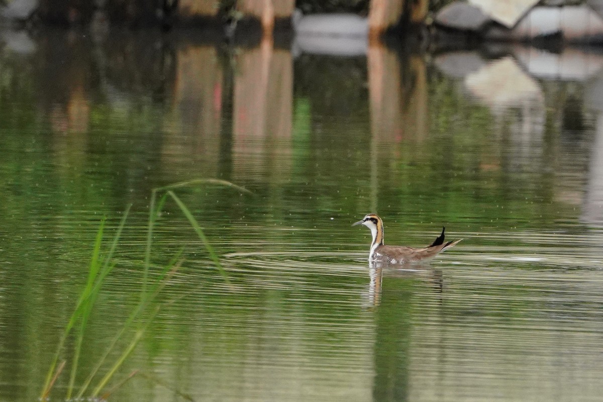 Фазанохвостая якана - ML647114072