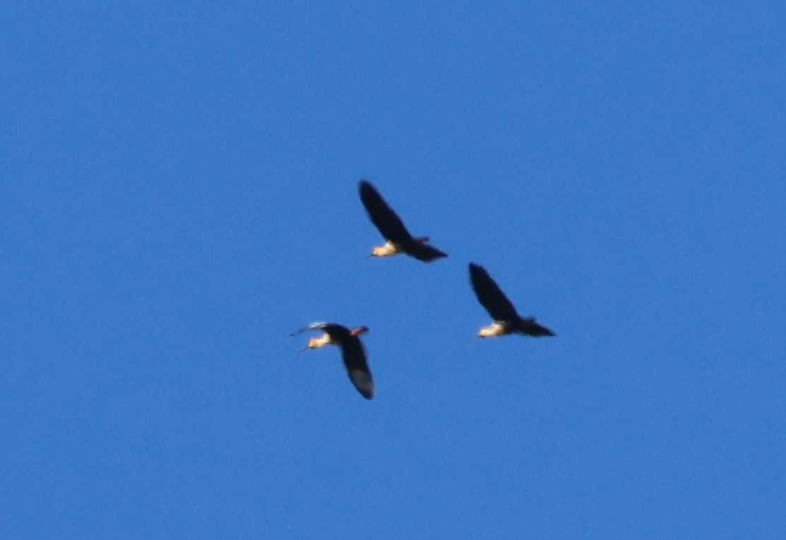 İbikli Sarıca Aynak - ML647114073