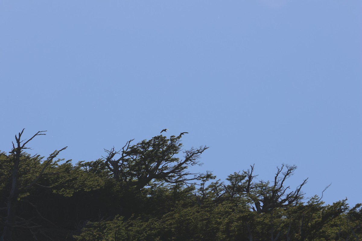 İbikli Sarıca Aynak - ML647114074