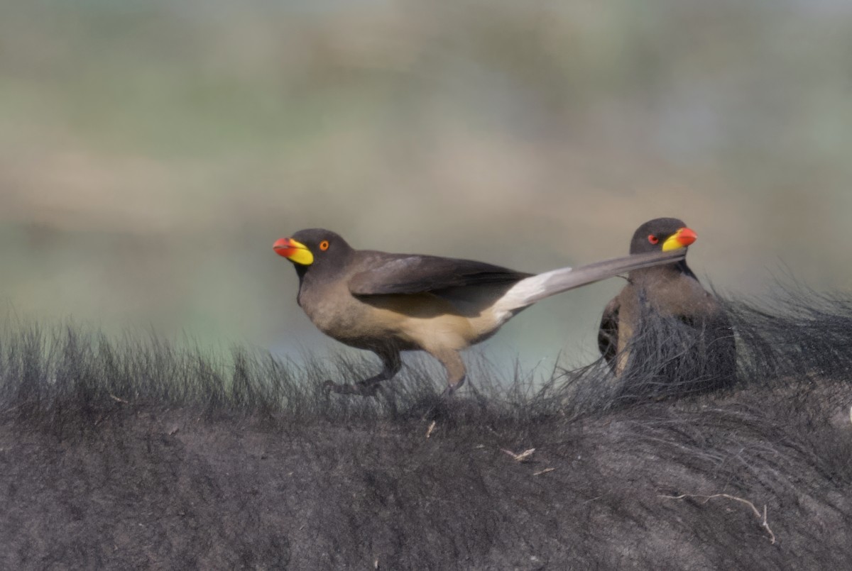 Yellow-billed Oxpecker - ML647114075