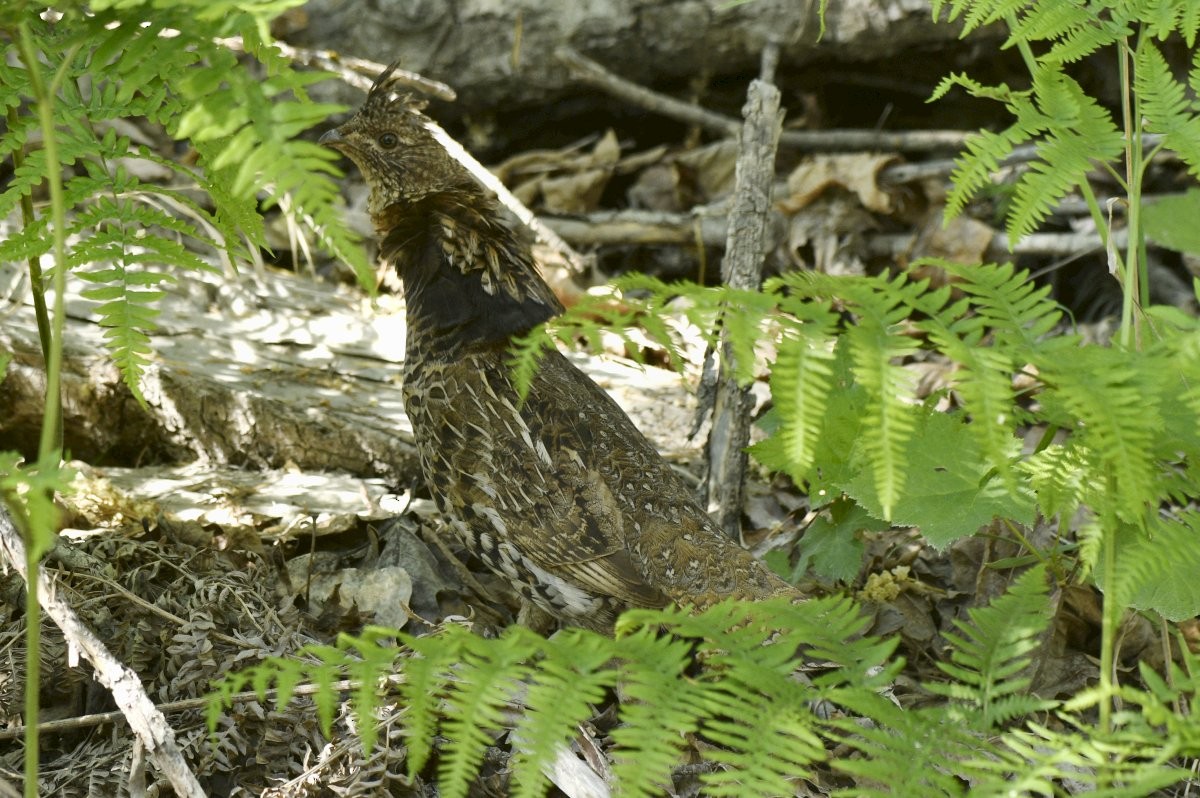 jeřábek kanadský - ML647114076