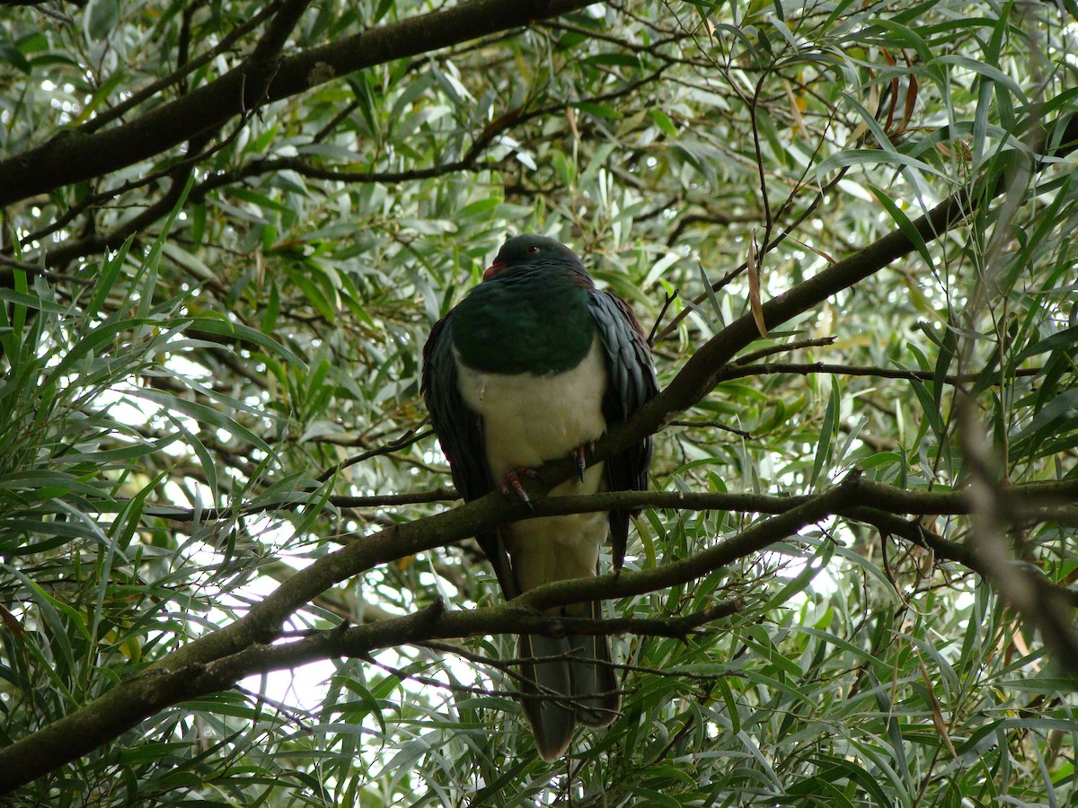 New Zealand Pigeon - ML647114081