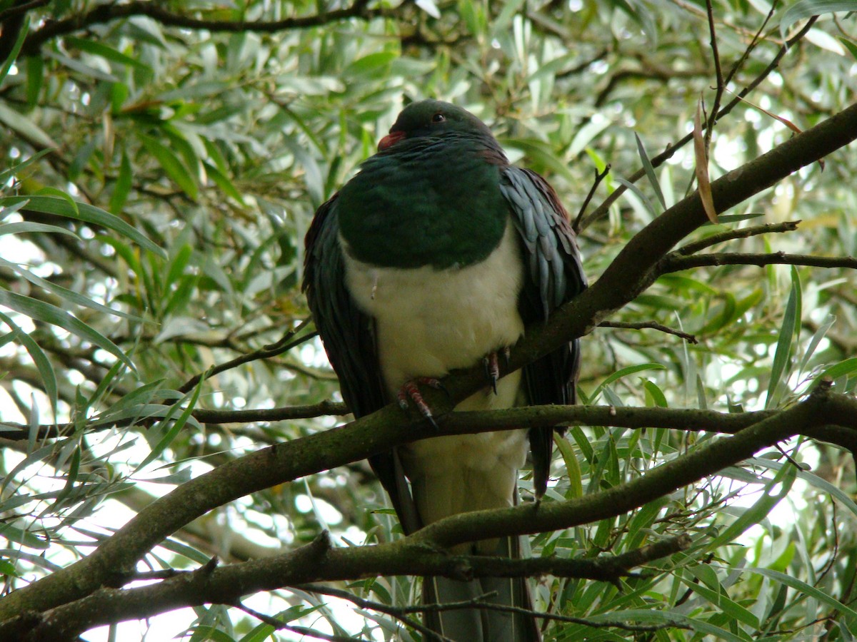 New Zealand Pigeon - ML647114088