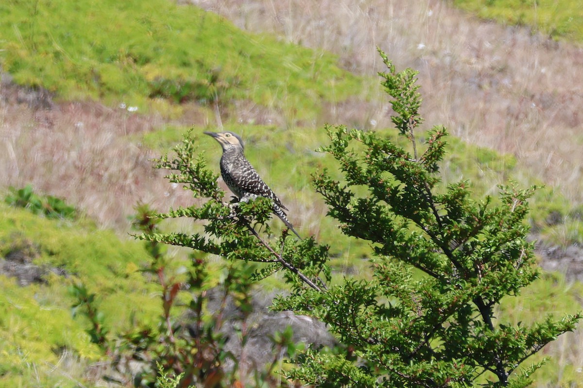 Chilean Flicker - ML647114092