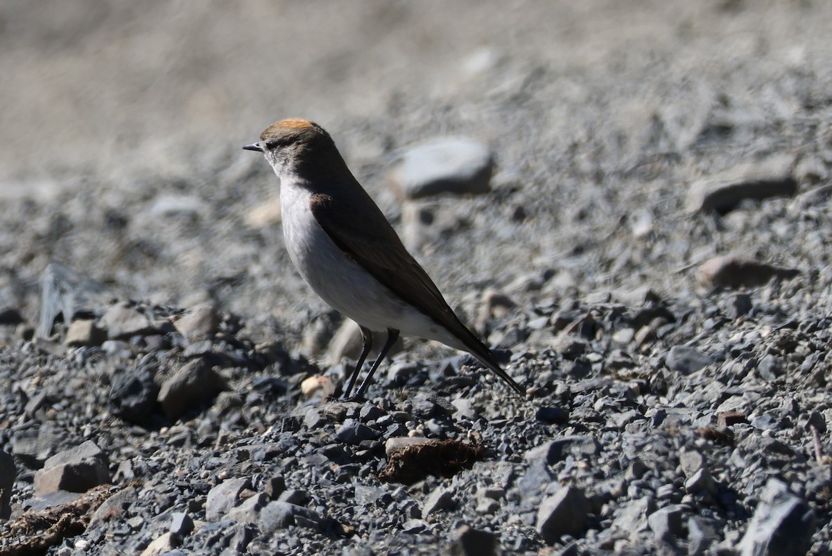 Dormilona Cejiblanca - ML647114102