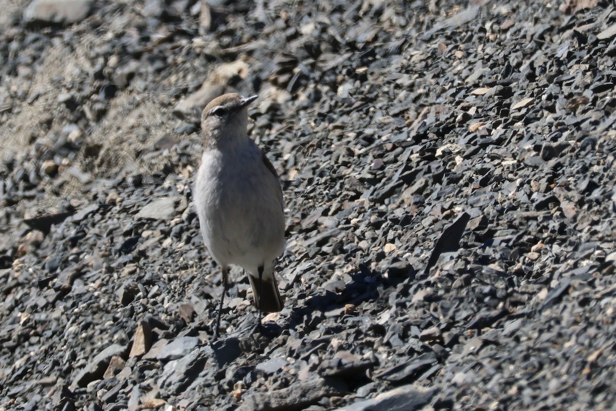 Dormilona Cejiblanca - ML647114103
