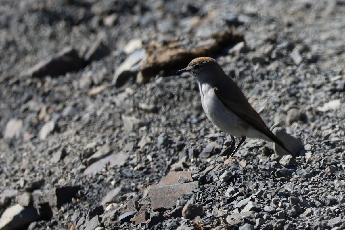 Dormilona Cejiblanca - ML647114104