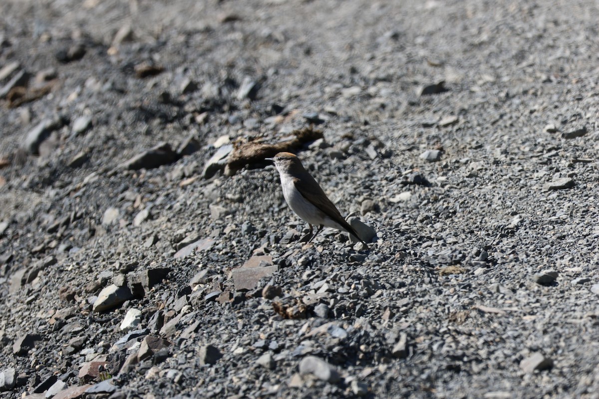 Dormilona Cejiblanca - ML647114105