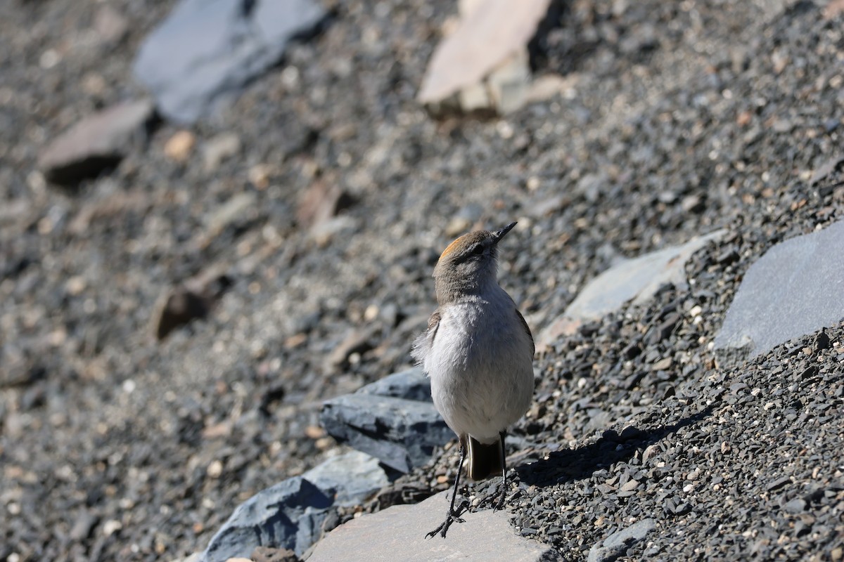 Dormilona Cejiblanca - ML647114106