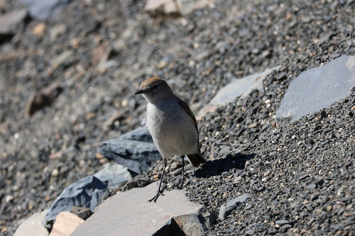Dormilona Cejiblanca - ML647114107