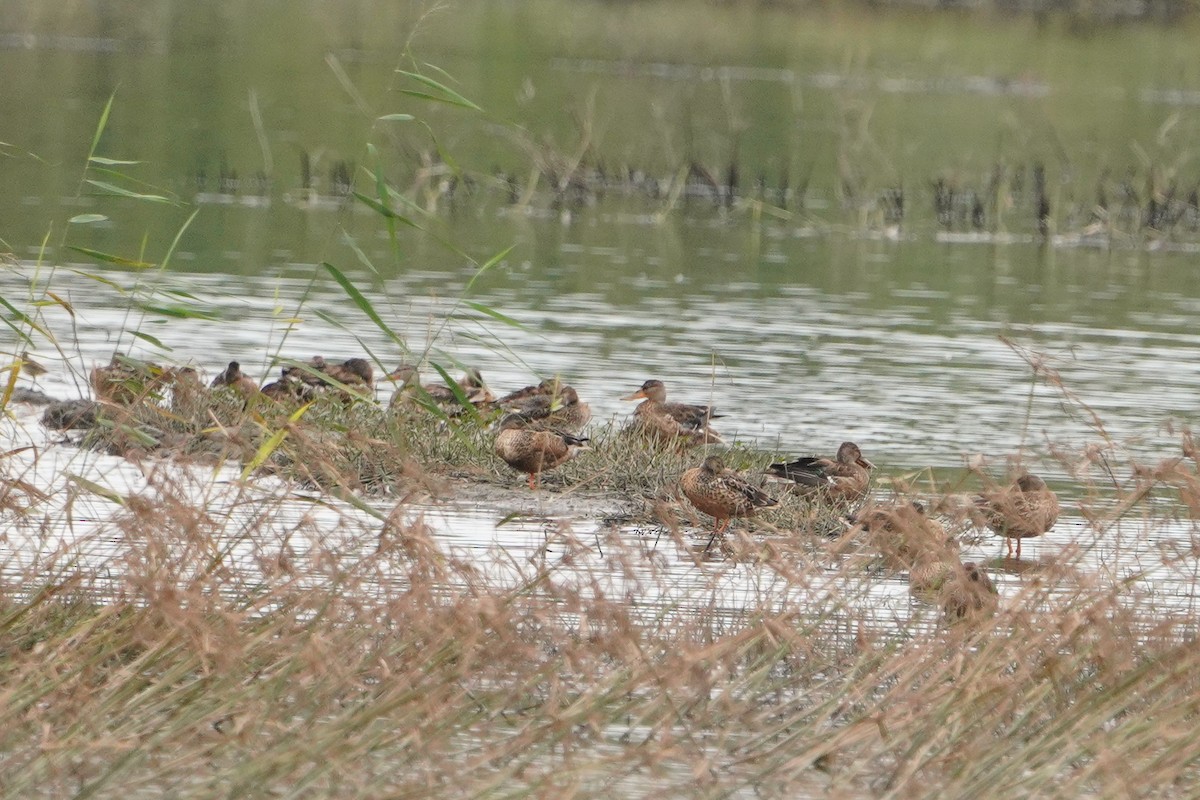 琵嘴鴨 - ML647114112